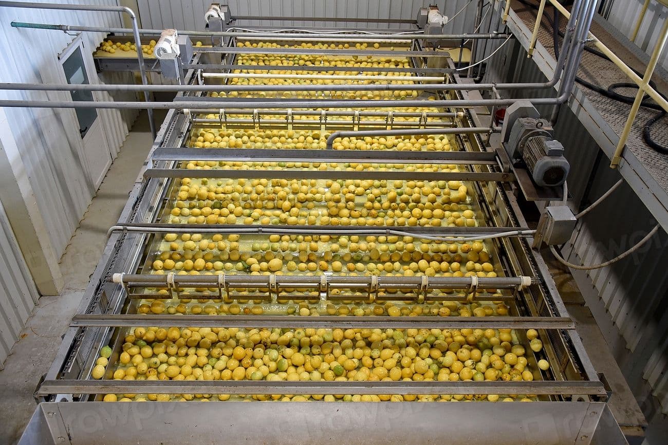 Citrus fruit moving through a stainless-steel washing and grading line.